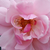 Rose - Rosiers floribunda - Märchenland®